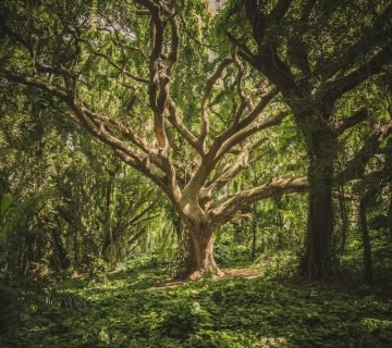 Fotobehang Bos: Haal de Natuur naar Binnen